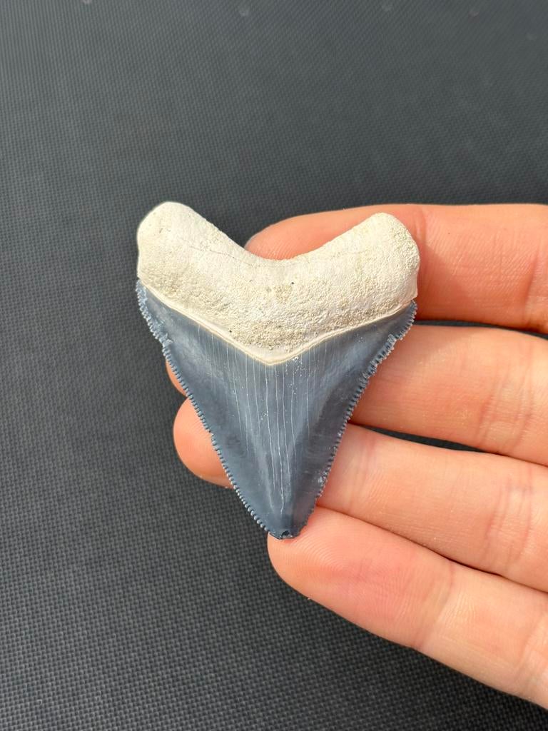 Megalodon haaientand fossiel Bone Valley, Verzamelen, Ophalen of Verzenden, Fossiel