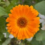 Zaden goudsbloem hoog, mix oranje (Calendula officinalis), Ophalen of Verzenden, Voorjaar, Volle zon, Zaad