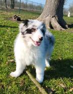 Australische herder pups / Aussi pup / Australian Shepherd, België, 8 tot 15 weken, Parvo, Meerdere