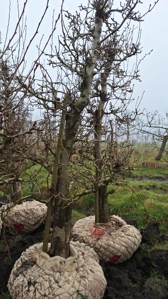 Oude perenbomen Doyenne du comice handpeer, Tuin en Terras, Planten | Fruitbomen, Perenboom, 100 tot 250 cm, Lente, Ophalen