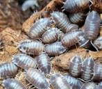 Porcellio laevis milkback