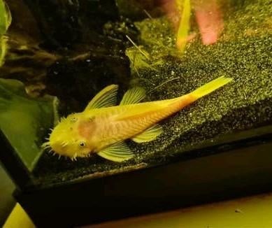 Te koop! L144 Blue Eyes man, Dieren en Toebehoren, Vissen | Aquariumvissen, Vis, Zoetwatervis