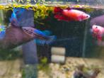 Crowntail Betta splendens vrouwen, Dieren en Toebehoren, Vissen | Aquariumvissen, Vis, Zoetwatervis