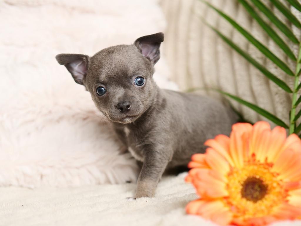 🩵 Lief chihuahua pup puppy mag nestje verlaten 🩵, Dieren en Toebehoren, Honden | Chihuahua's en Gezelschapshonden, Reu, 8 tot 15 weken