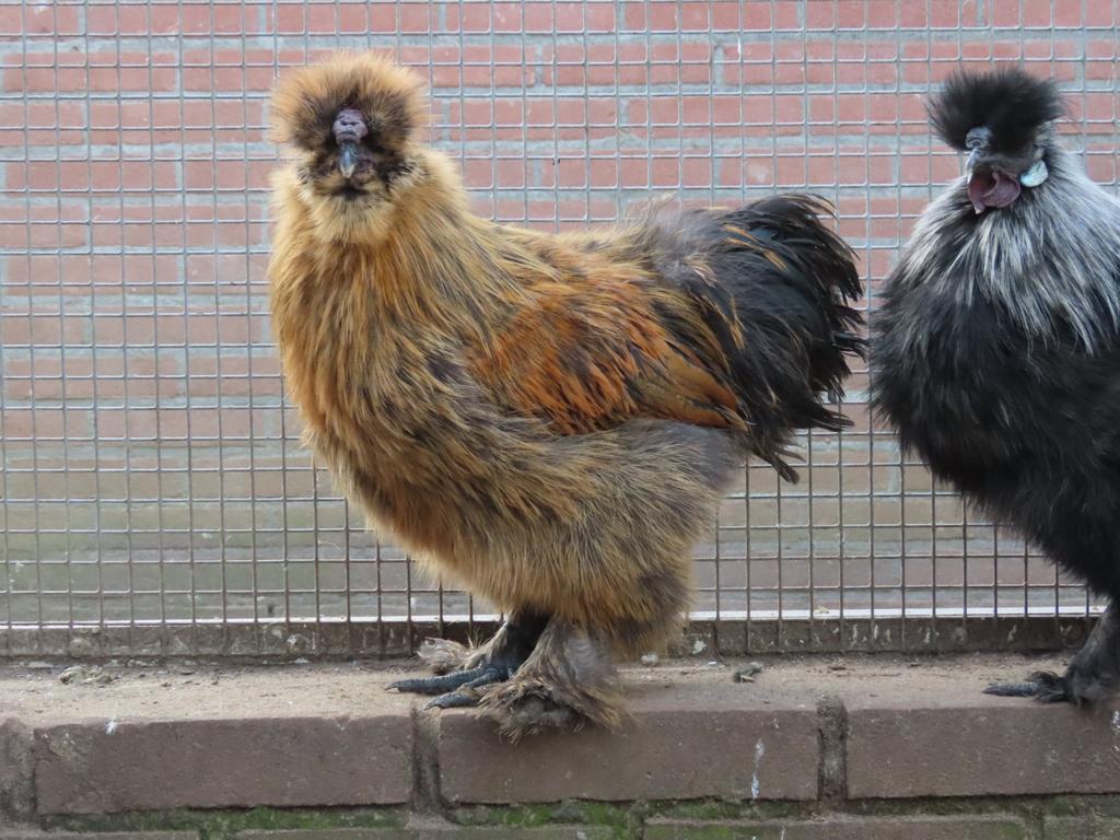 Herbubule, tamme zijdehoen haan met baard, Mannelijk, Kip