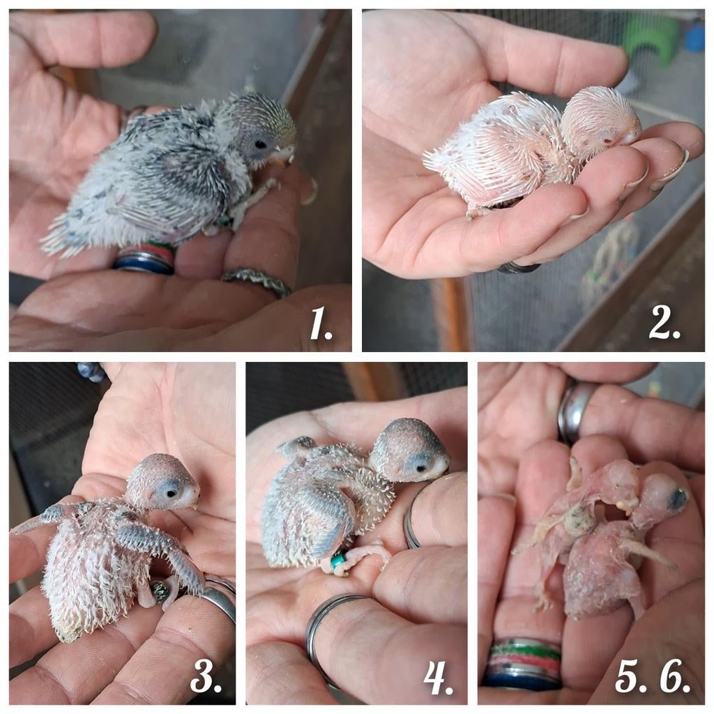 Jonge handtamme grasparkieten, Meerdere dieren, Parkiet, Geringd