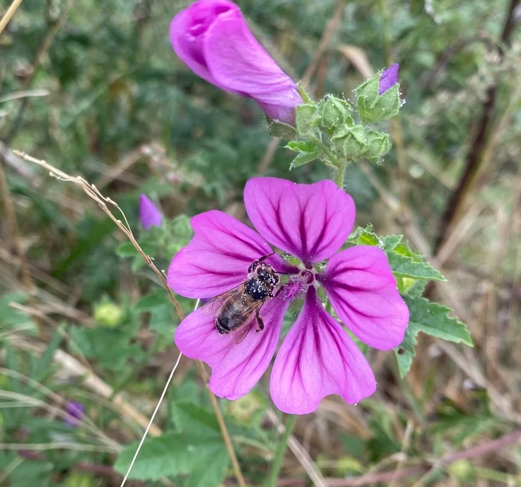 Malva sylvestris (Groot kaasjeskruid) INHEEMS, Ophalen of Verzenden, Overige soorten, Volle zon