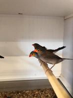 Div koppels oranjekaakje,s, Dieren en Toebehoren, Meerdere dieren