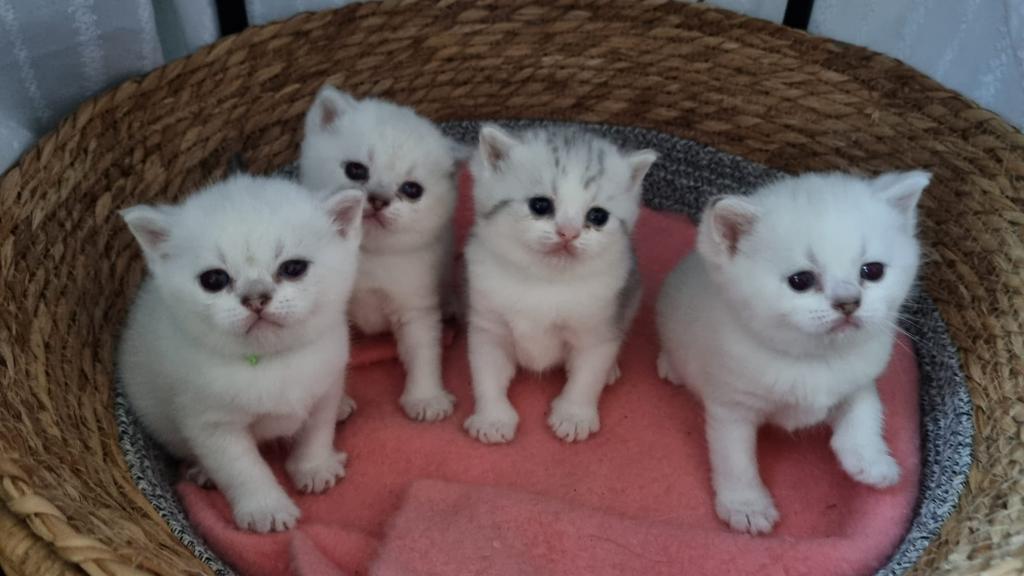 Britse korthaar silver shaded point kittens te koop, Dieren en Toebehoren, Katten en Kittens | Raskatten | Korthaar, Meerdere dieren