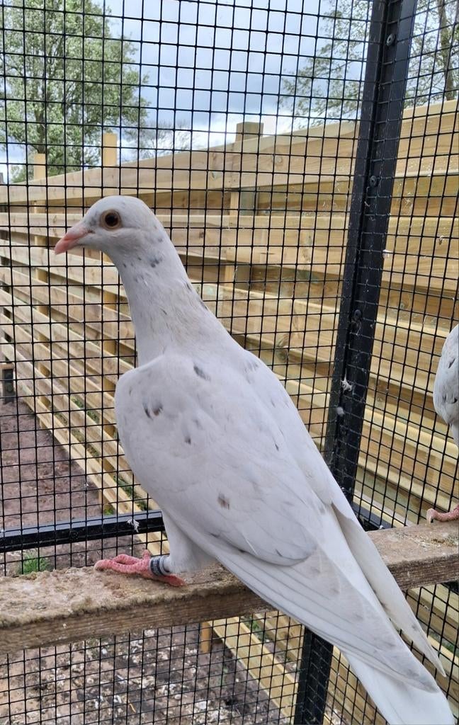 Mooie kleurpostduif 2026, Dieren en Toebehoren, Mannelijk