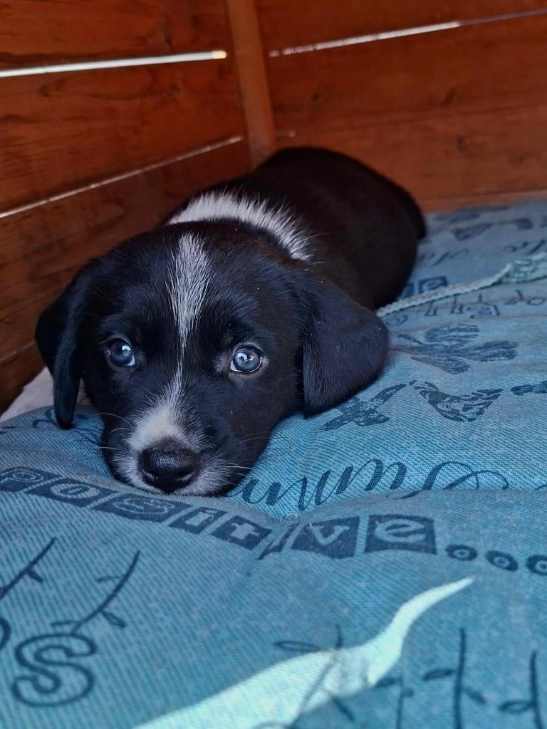 Appenzeller Pups, Dieren en Toebehoren, Parvo, 8 tot 15 weken, Meerdere, Meerdere dieren