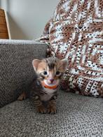 Bengaal kittens nog 3 katertjes en 1 poesje!, Dieren en Toebehoren, Katten en Kittens | Raskatten | Korthaar, Meerdere dieren