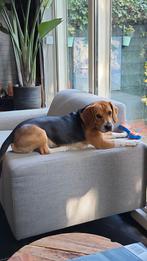 Beagle reu (3 jaar), Dieren en Toebehoren, Reu, 1 tot 2 jaar, Eén hond, Nederland