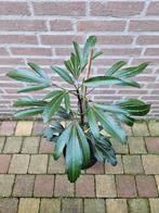 Pseudopanax lessonii 'Moas Toes', Ophalen, Overige soorten, Volle zon