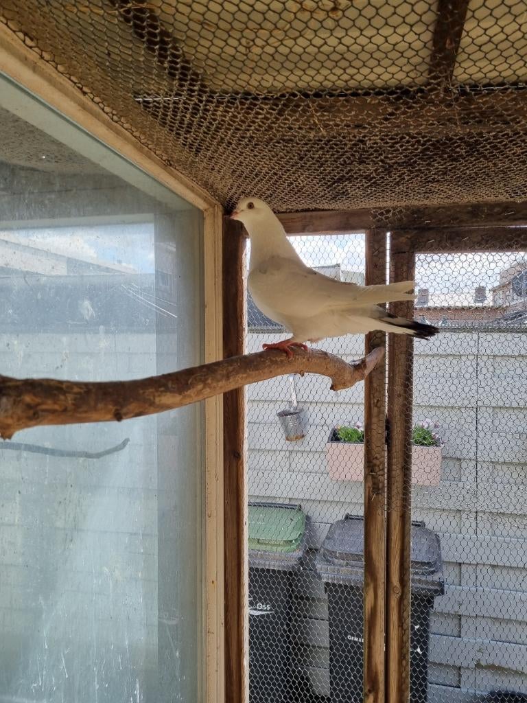 Mooie doffer, Mannelijk, Overige soorten