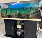 Grote  aquarium, Dieren en Toebehoren, Vis