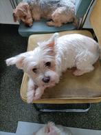 Maltezertje, 6 jaar of ouder, Parvo, Maltezer, Teef