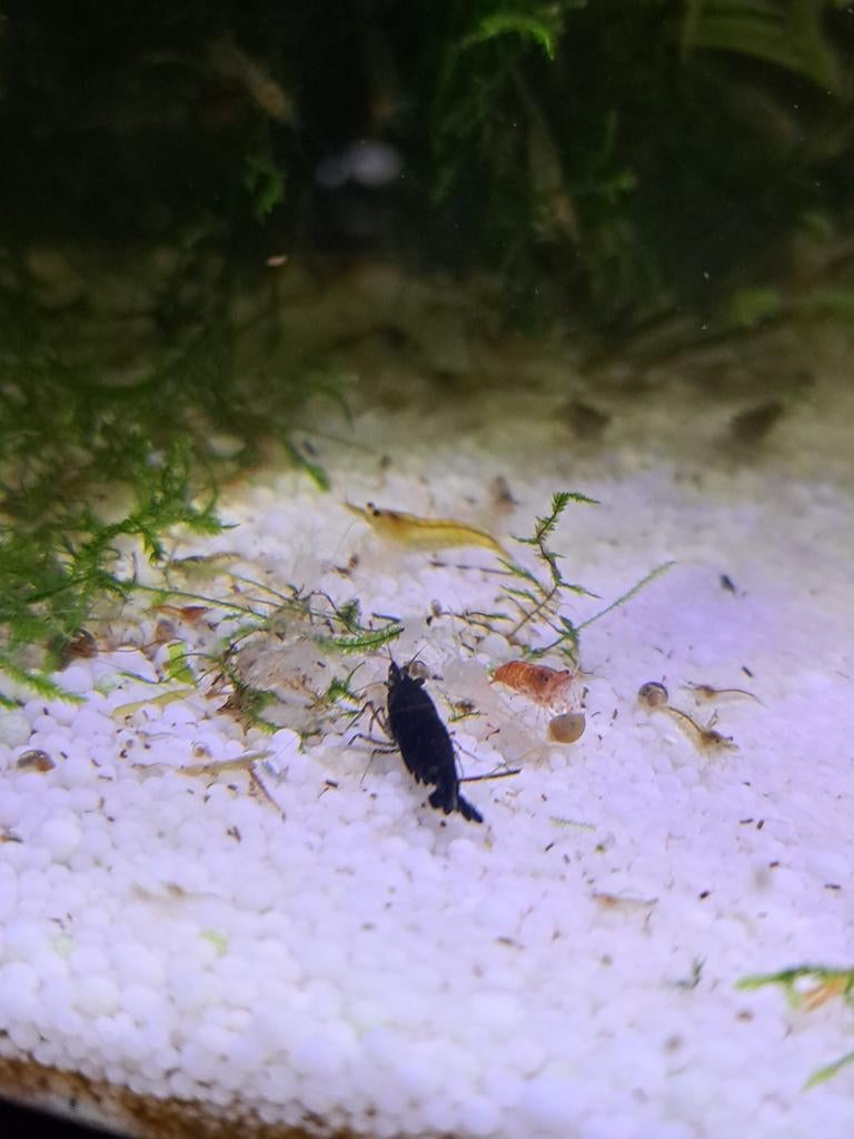 Garnalen, Dieren en Toebehoren, Vissen | Aquariumvissen, Kreeft, Krab of Garnaal