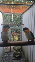 Te koop koppels zwartkopcaiques, Meerdere dieren, Papegaai