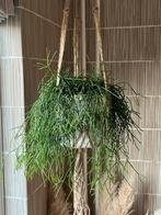 Grote , grappige en makkelijke hangplant ( Ripsalis), Ophalen, 100 tot 150 cm, Halfschaduw, In pot