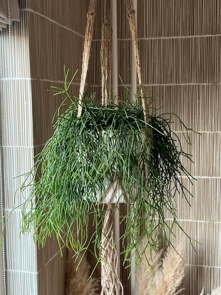 Grote , grappige en makkelijke hangplant ( Ripsalis), Huis en Inrichting, Kamerplanten, 100 tot 150 cm, Groene kamerplant, Halfschaduw