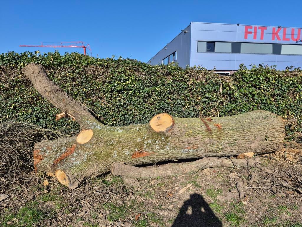 1 eikenhouten stam, 3 tot 6 m³, Ophalen, Eikenhout, Stammen