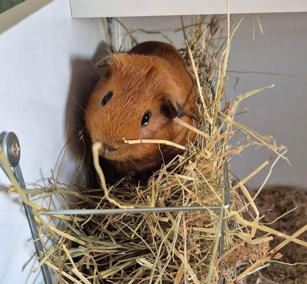 Jong Mannetjes Cavia, Cavia, Mannelijk, November, Tam