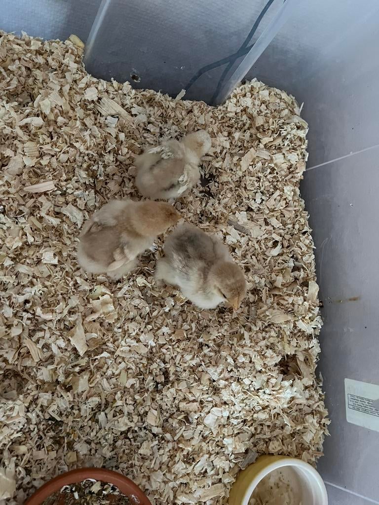 Cochin kuikens, Geslacht onbekend, Kip