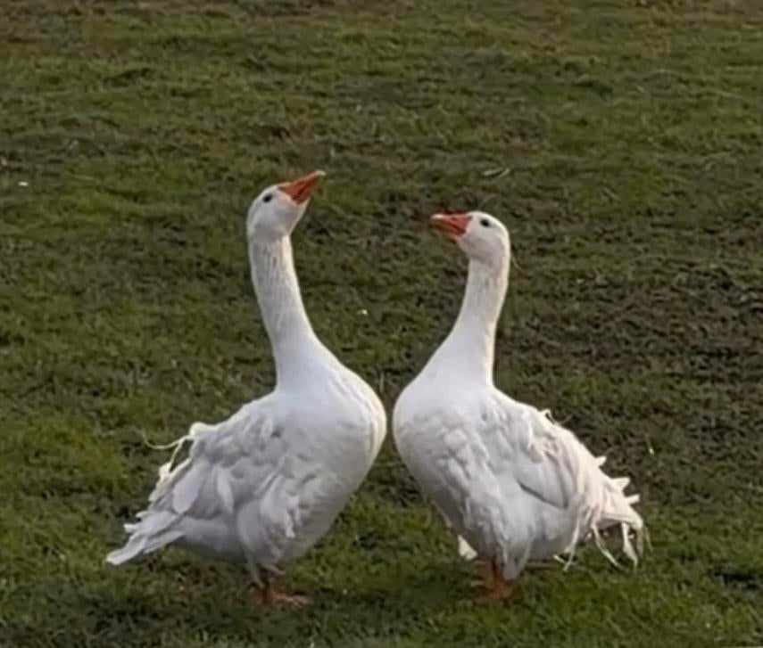 Broedeieren Sebastopol-krulveer gans, Geslacht onbekend, Gans of Zwaan
