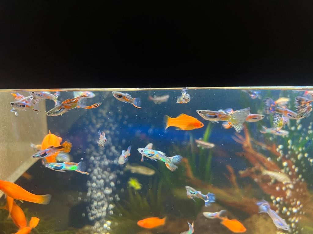 Endler guppy’s mannen aquarium vissen, Dieren en Toebehoren, Vis