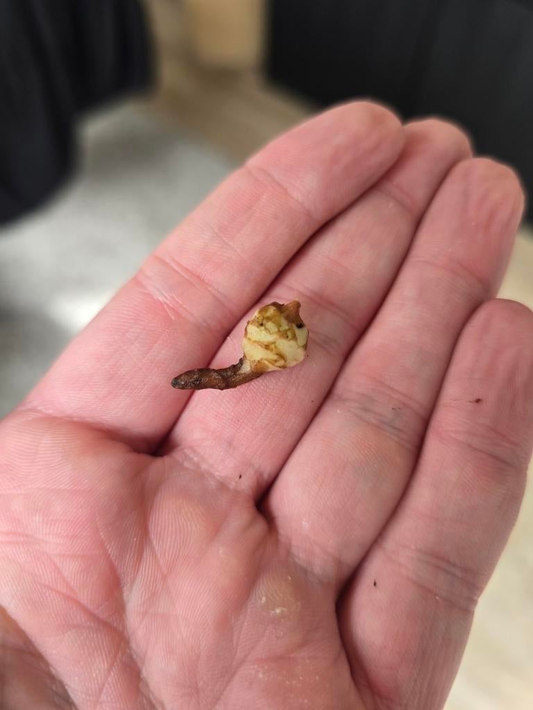 Alocasia Black Velvet Pink corm, Huis en Inrichting, Kamerplanten, Ophalen of Verzenden, Halfschaduw, Minder dan 100 cm