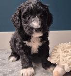 Bordoodle pups (F1) te koop!, Dieren en Toebehoren, Honden | Niet-rashonden, 8 tot 15 weken, Parvo, Meerdere, Meerdere dieren
