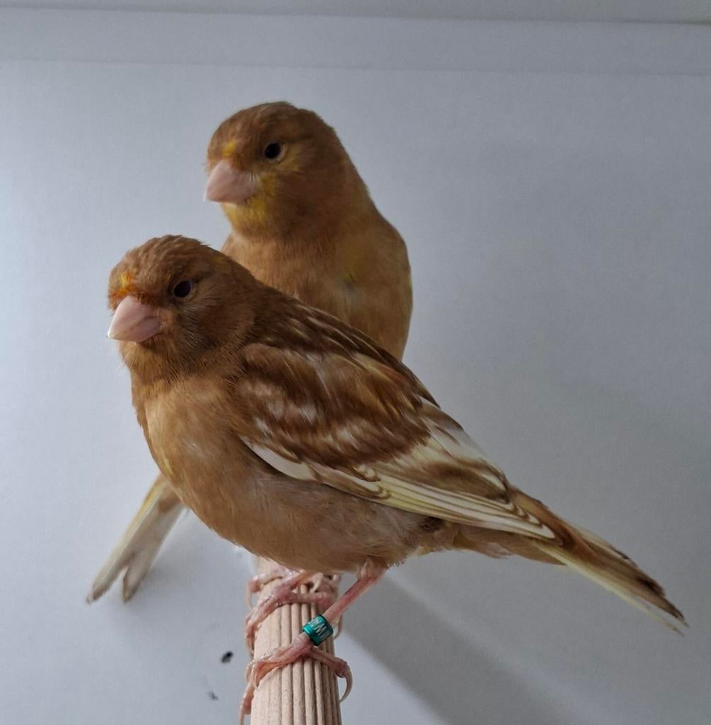 3x Phaeo kanarie man - geringd, Dieren en Toebehoren, Vogels | Kanaries, Mannelijk, Kleurkanarie