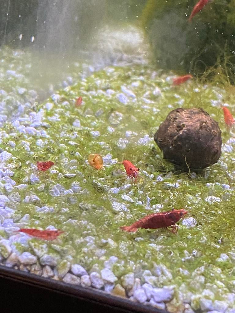 Red cherry garnalen, Kreeft, Krab of Garnaal