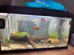 Aquarium 57 liter incl bewoners, Ophalen, Zo goed als nieuw, Gevuld zoetwateraquarium