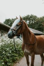 6 jarige Haflinger merrie, Dieren en Toebehoren, Paarden, Merrie, Minder dan 160 cm, Met stamboom, 3 tot 6 jaar