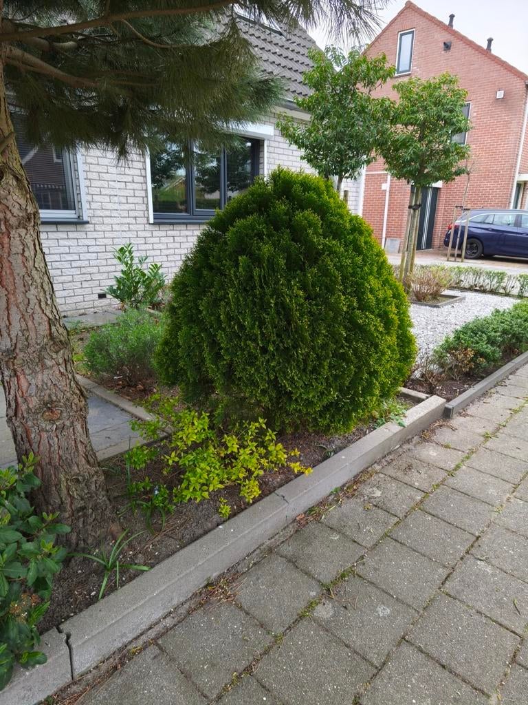 Gratis o.a. Laurier en Conifeer op te halen (zelf uitgraven), Tuin en Terras, Planten | Struiken en Hagen, Ophalen, Laurier, Struik