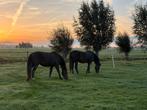 Pensionstalling paard aangeboden, Dieren en Toebehoren, Weidegang