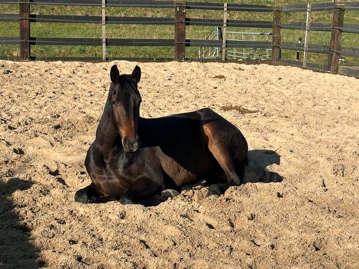 Te koop fokmerrie, Dieren en Toebehoren, Paarden, Merrie, 3 tot 6 jaar, Dressuurpaard