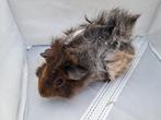 Borstel/langharige beertjes cavia zoeken een nieuw huisje, Juni, Meerdere dieren, Cavia
