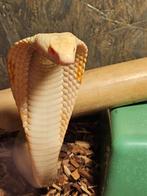 Naja Kaouthia, Dieren en Toebehoren, Reptielen en Amfibieën, Slang