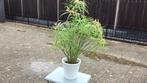 Parapluplant, Tuin en Terras, Ophalen, Overige soorten, Volle zon
