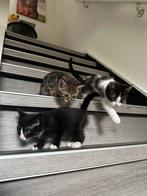 Kittens poesjes/katertje, Meerdere dieren, Kortharig, 0 tot 2 jaar