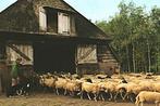 908281	Ruinen	Dwingeloo Drenthe	Schaapskudde	Nette oude kaar, Verzamelen, Ansichtkaarten | Nederland, Ophalen of Verzenden, Ongelopen