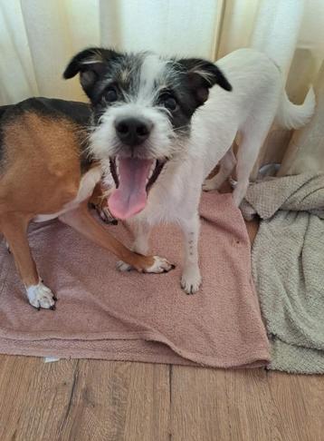 GARRY 12 mnd. Speels/goed aan de riem/dogs/cats beschikbaar voor biedingen