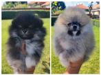 2 Pomeriaan/Teefjes/Bearface/Pups/Pomeranian, Dieren en Toebehoren, 8 tot 15 weken, Teef, Eén hond, Nederland