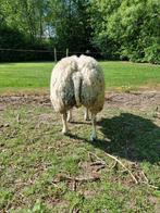 Stamboek texelaar dekram dekbok bok ram schaap te koop.