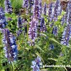 Vlinderplant Agastache Black Adder- Dropplant - afhaal aanbi, Ophalen, Overige soorten, Halfschaduw