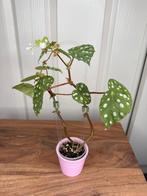 begonia jiewhoei, Ophalen, Overige soorten, Halfschaduw, Minder dan 100 cm