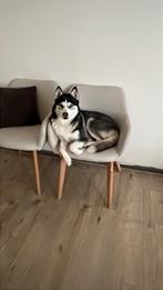 pompsky f1, Overige rassen, 1 tot 2 jaar, Teef, Rabiës (hondsdolheid)